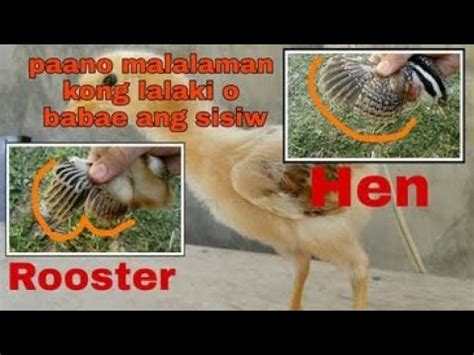 paano malalaman kung lalaki ang sisiw|paano malalaman kong lalaki o babae ang sisiw.